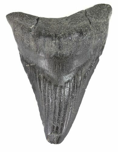 Bargain, Fossil Megalodon Tooth - South Carolina #48204